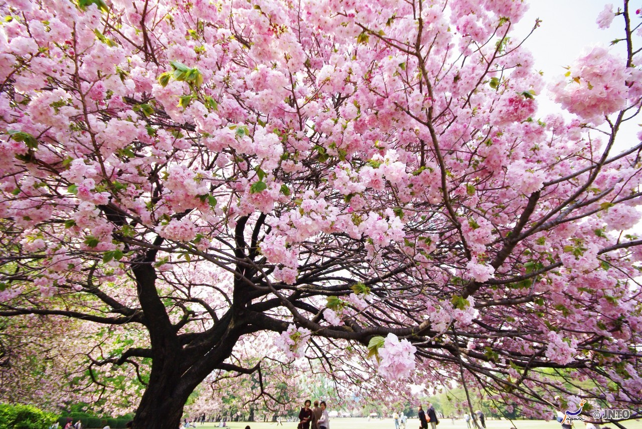 JAPAN AT CHERRY BLOSSOM TIME