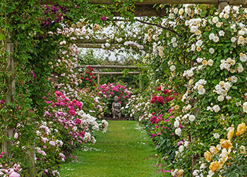 rose-gardens-of-england-the-hampton-court-palace-garden-festival-thumb