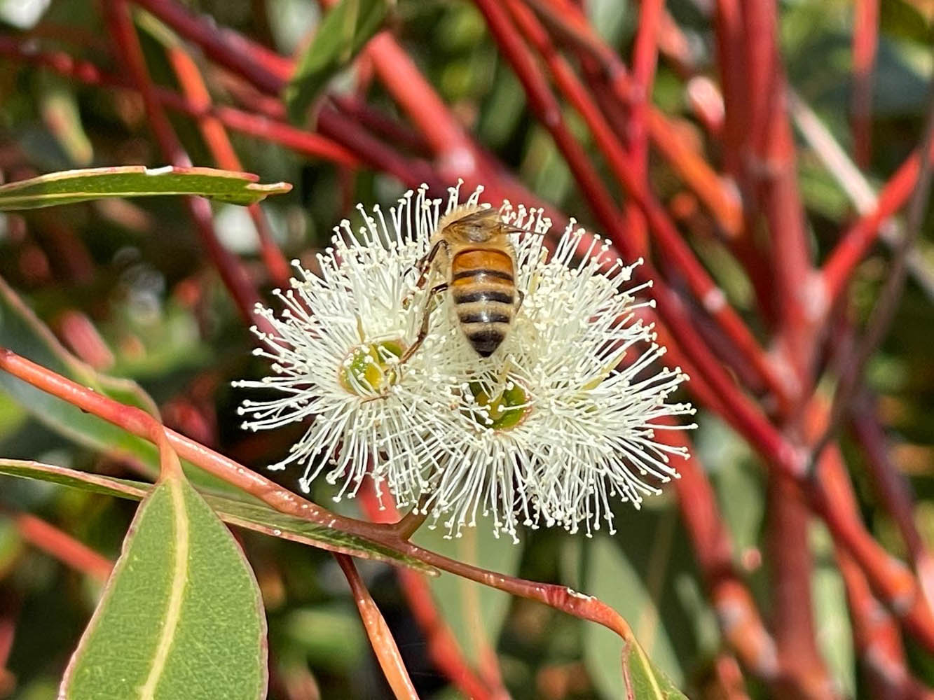 Western Australia Wildflowers