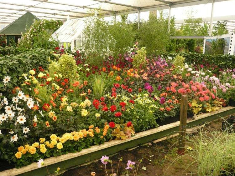 Beautiful flowers at Chelsea Flower show tour