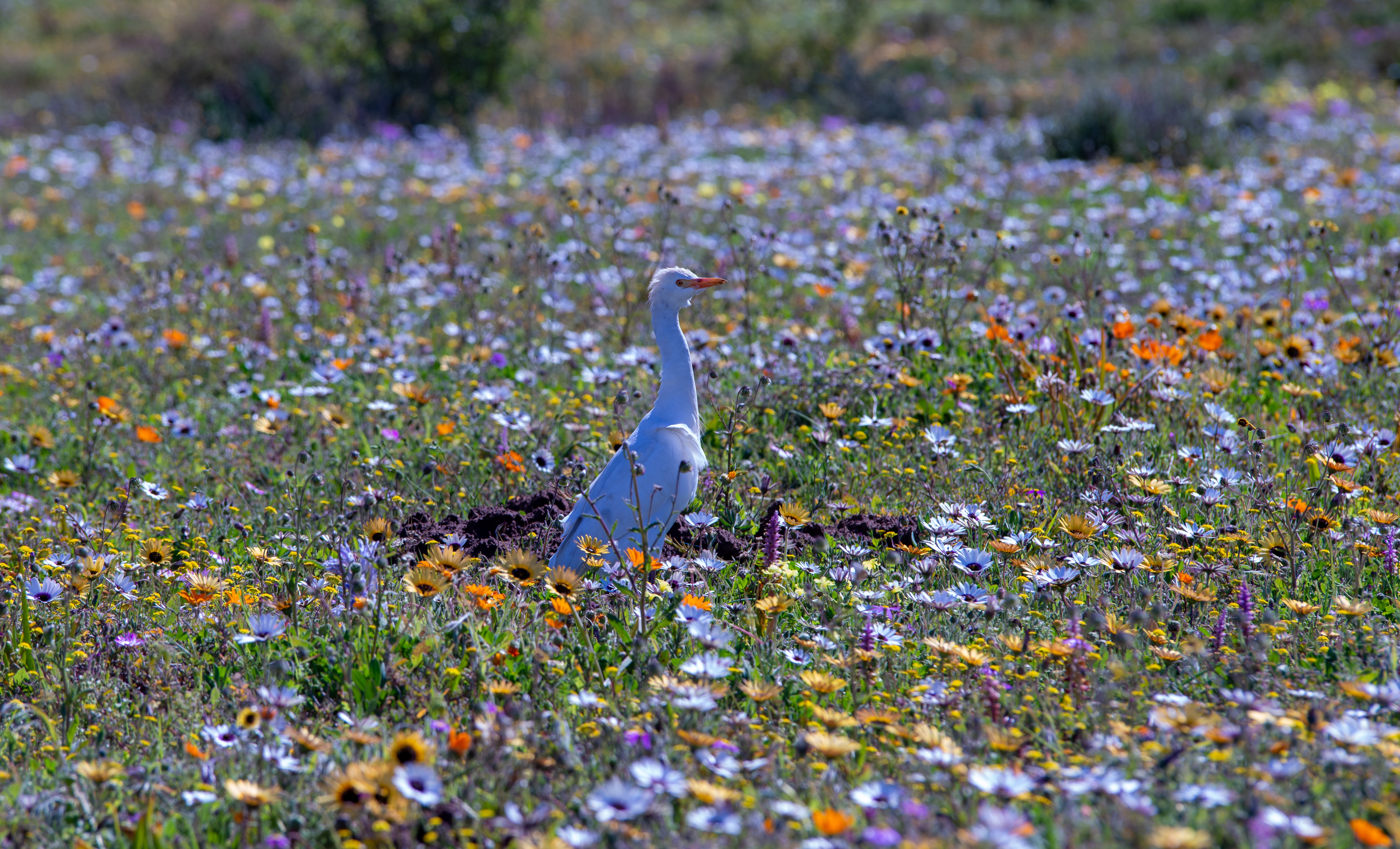 Cattle,Egret,In,The,Postberg,Section,Of,The,West,Coast