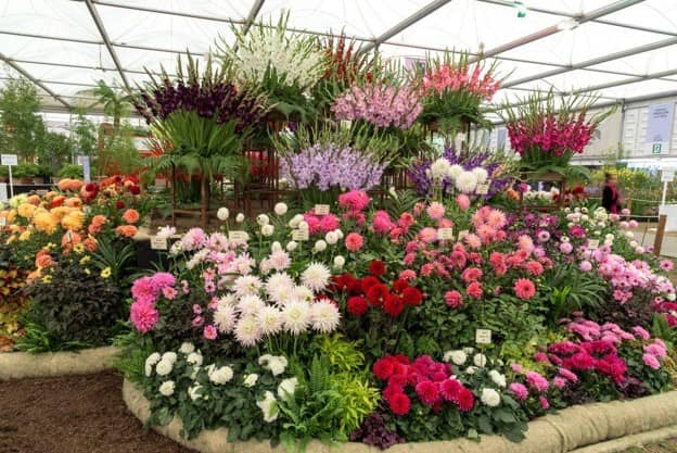 Chelsea Flower Show Adventure
